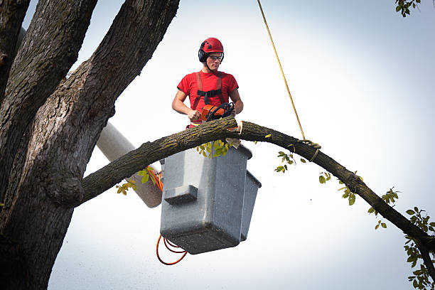 The Steps Involved in Our Tree Care Process in University Center, VA